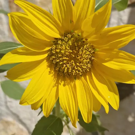 Fiore לינה וארוחת בוקר *